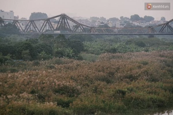 Hà nội mùa cỏ lau nở rộ bên cây cầu long biên lịch sử