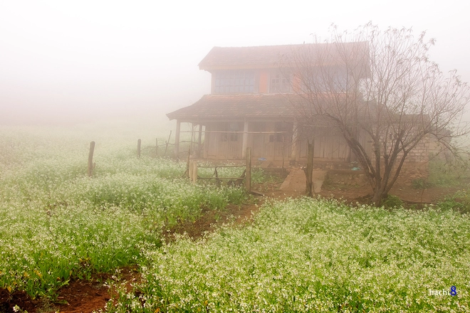 Hoa cải trắng tinh khôi trong tiết giao mùa ở mộc châu