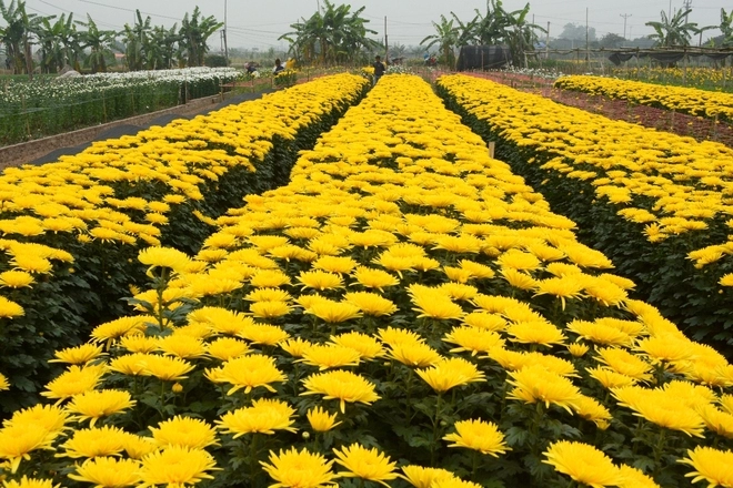 Làng hoa tây tựu vào vụ tết