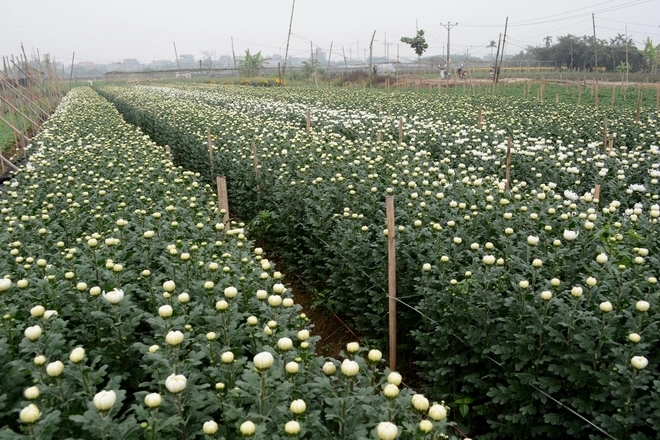 Làng hoa tây tựu vào vụ tết