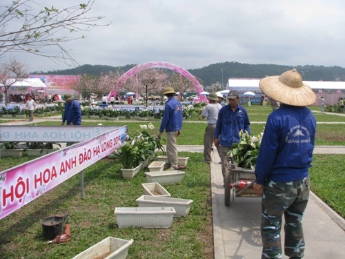 Lễ hội hoa anh đào hạ long