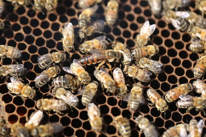 Mộc châu nơi những chú ong về lấy mật