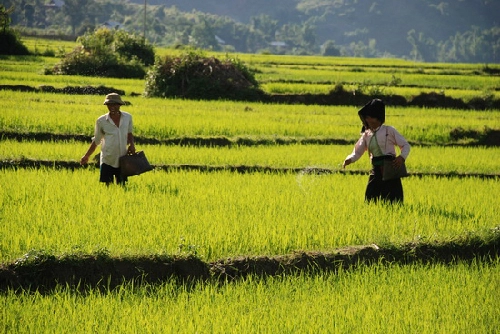 Mường thanh cánh đồng lớn nhất tây bắc