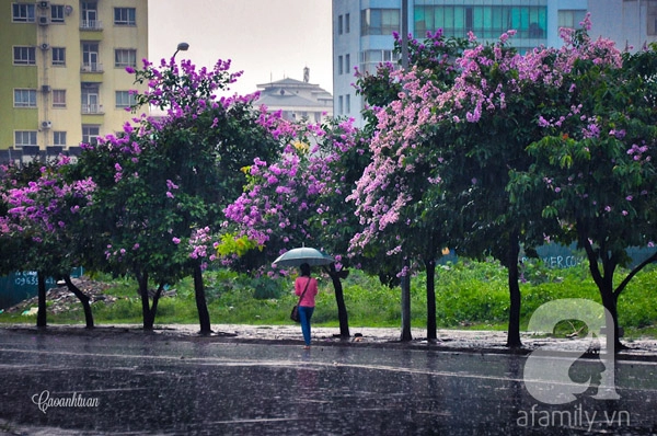 Ngắm bằng lăng tím rợp trời hà nội mùa hè