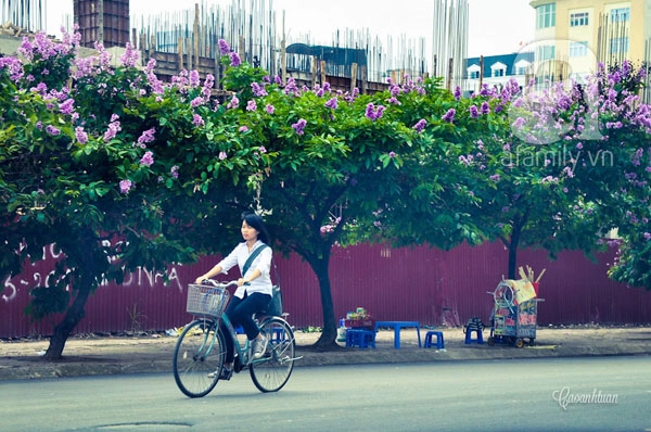 Ngắm bằng lăng tím rợp trời hà nội mùa hè