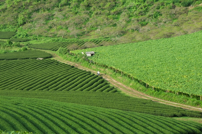 Những đồi chè xanh mướt ở mộc châu