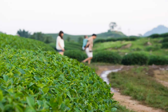 Những đồi chè xanh mướt ở mộc châu