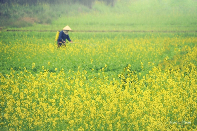 Những mùa hoa mời gọi dân phượt dịp cuối năm