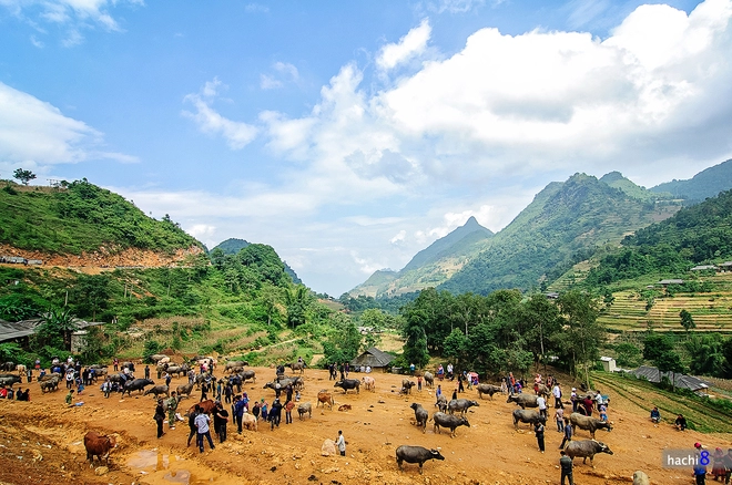 Phiên chợ trâu lớn nhất tây bắc