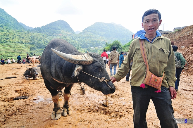 Phiên chợ trâu lớn nhất tây bắc