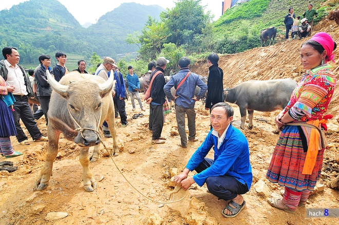 Phiên chợ trâu lớn nhất tây bắc