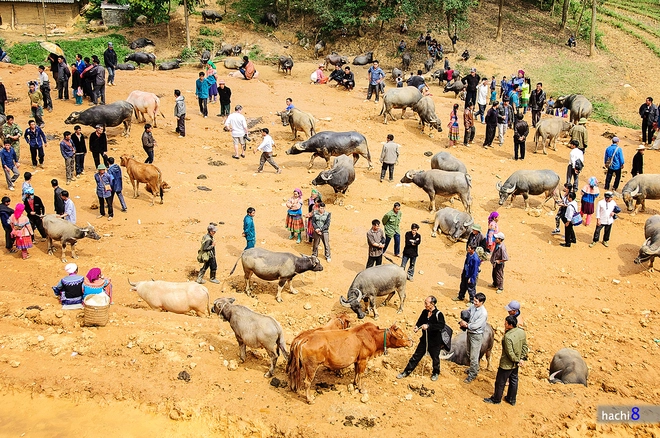 Phiên chợ trâu lớn nhất tây bắc