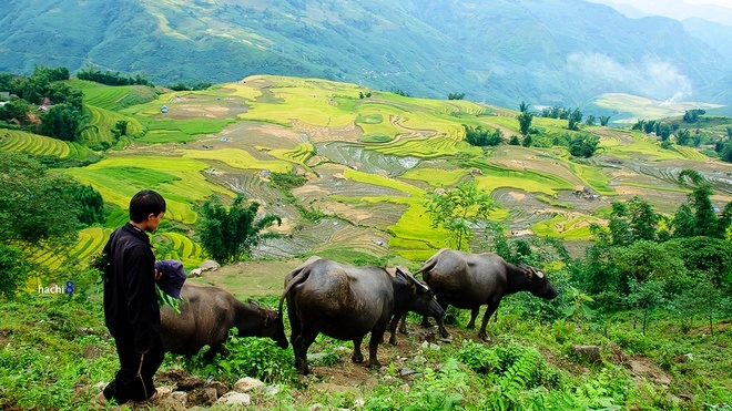Sắc màu vùng cao y tý mùa lúa chín
