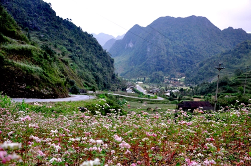 Sủng là nơi đá nở hoa