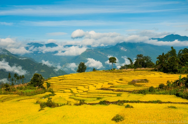 Thu vàng miên man ở y tý lào cai