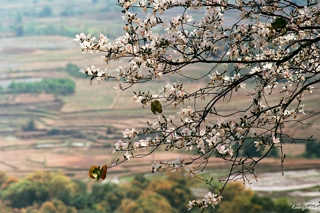 Vẻ đẹp của hoa ban và ruộng lúa tây bắc mùa xuân