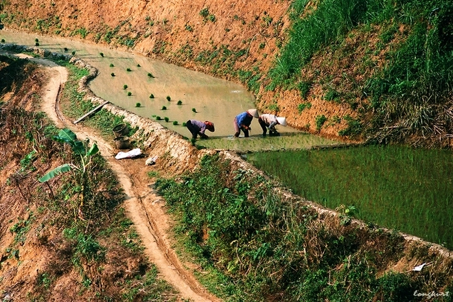 Vẻ đẹp của hoa ban và ruộng lúa tây bắc mùa xuân