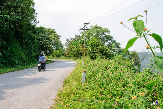 Vẻ đẹp lãng mạn những cánh hoa đầu đông ở ba vì