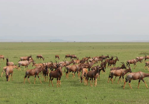 10 định kiến sai lầm về du lịch kenya