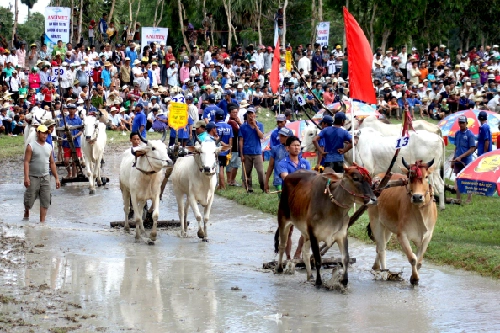 30000 du khách về an giang xem lễ hội đua bò