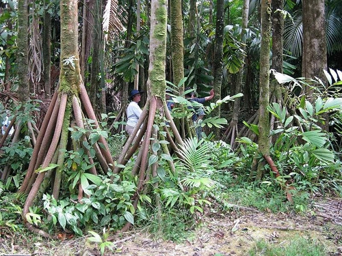 Bí ẩn những cây cọ biết đi trong rừng ecuador