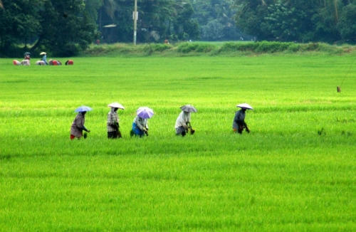 Bị dân làng rượt đuổi du khách ngã xuống ruộng tử vong ở ấn độ