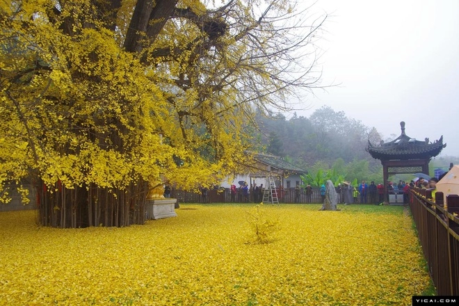 Cây vàng 1400 năm tuổi ở trung quốc