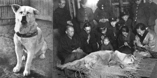 Chó hachiko - biểu tượng về lòng trung thành của nhật bản