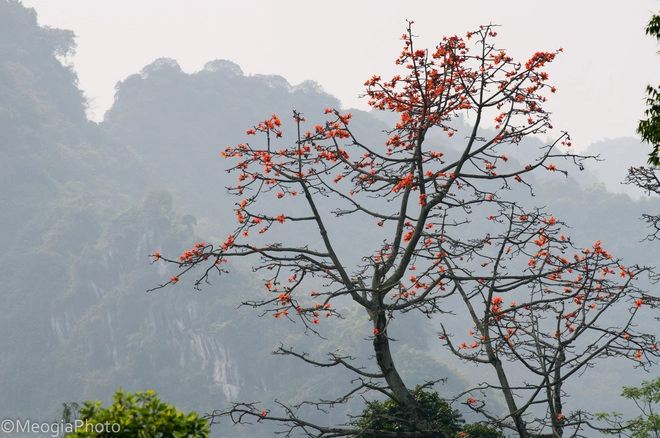 Chùa hương mùa hoa gạo