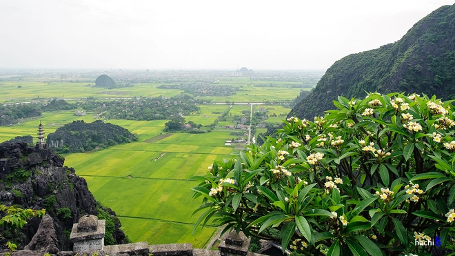 Hang múa - nơi ngắm mùa lúa chín ở tam cốc