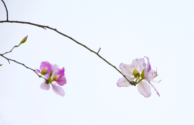 Khúc giao mùa tháng 3 của hoa hà nội