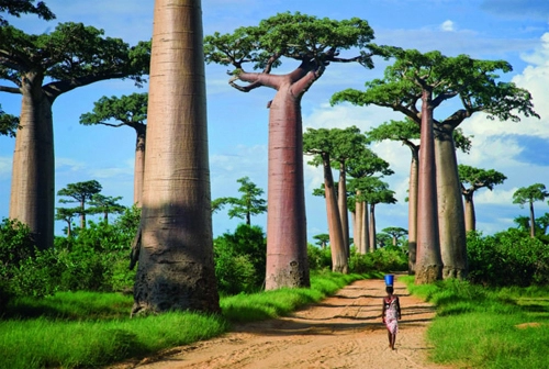 Loài cây kiêu ngạo ở madagascar