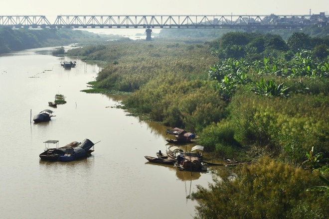 Mùa cỏ lau bên cây cầu trăm tuổi long biên