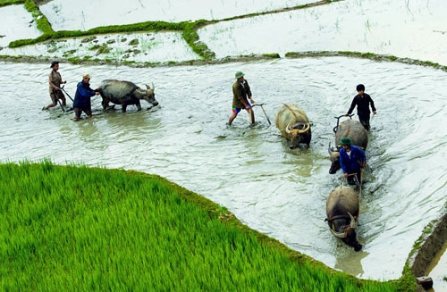 Mùa đổ ải tây bắc đẹp như bức họa giữa núi rừng