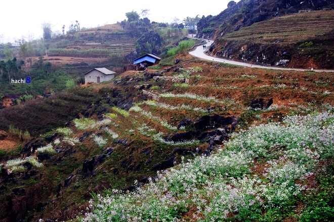 Mùa hoa nở rực rỡ trên miền đá hà giang