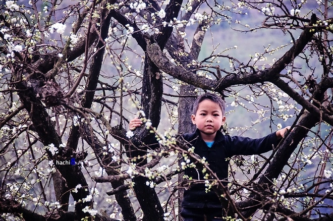 Mùa hoa nở rực rỡ trên miền đá hà giang