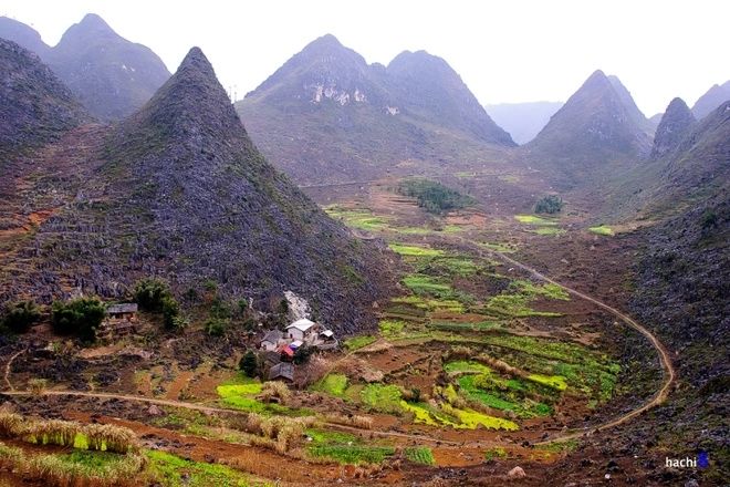 Mùa hoa nở rực rỡ trên miền đá hà giang