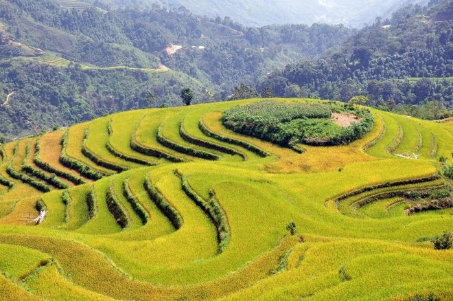 Mùa vàng trên ruộng bậc thang hoàng su phì