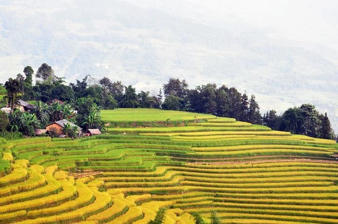 Mùa vàng trên ruộng bậc thang hoàng su phì