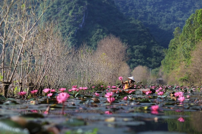 Nét lãng mạn của suối yến mùa hoa súng nở