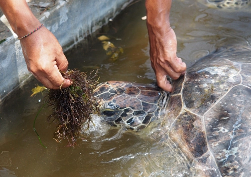Người canh giữ thế giới rùa trên đảo bali