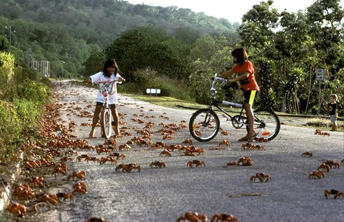 Những chú cua đỏ ngộ nghĩnh trên đảo giáng sinh