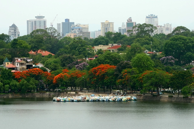 Phố ha nội xanh mát những hàng cây