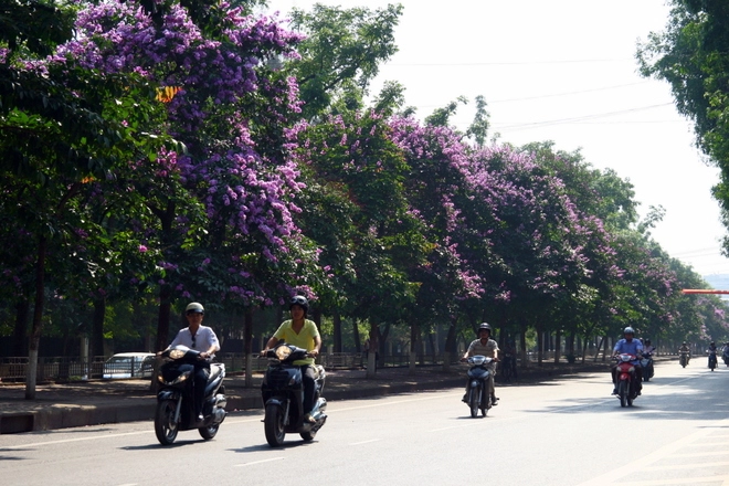 Phố ha nội xanh mát những hàng cây