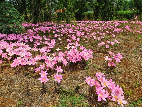 Pyin oo lwin có một đà lạt trong lòng myanmar