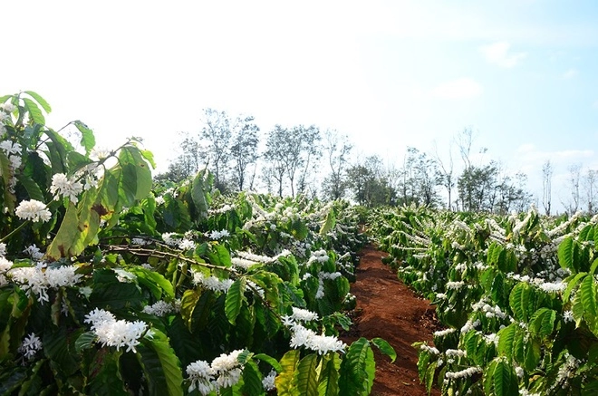 Sắc hoa cà phê đón xuân ở gia lai