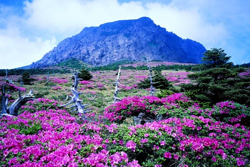 Sắc xuân trên hòn đảo lãng mạn jeju