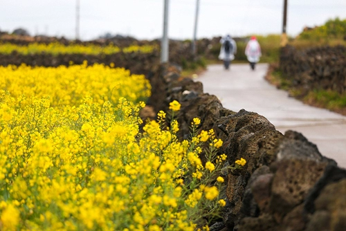 Sắc xuân trên hòn đảo lãng mạn jeju