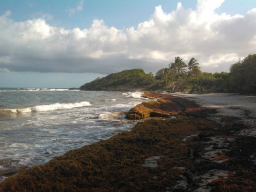 Thiên đường du lịch caribbean bốc mùi hôi thối