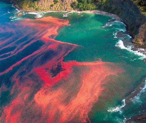 Thủy triều đỏ cơn ác mộng của mùa du lịch biển